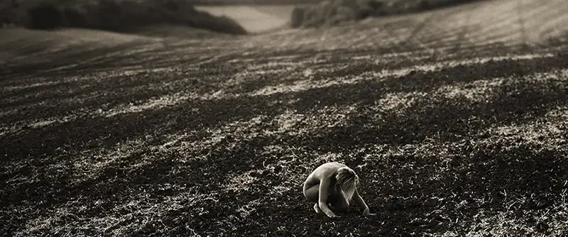 مزارع گندم پیشگویی چکاوک